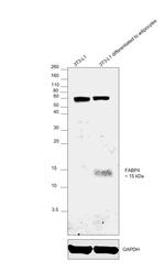 FABP4 Antibody in Western Blot (WB)