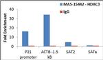 HDAC3 Antibody in ChIP Assay (ChIP)