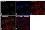 HDAC3 Antibody in Immunocytochemistry (ICC/IF)