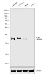 SOX2 Antibody