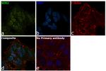 SOX2 Antibody in Immunocytochemistry (ICC/IF)