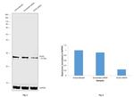 SOX2 Antibody