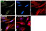 beta Actin Antibody in Immunocytochemistry (ICC/IF)