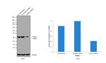 LIN28A Antibody in Western Blot (WB)