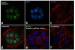 Nanog Antibody