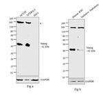 Nanog Antibody in Western Blot (WB)