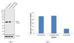 Nanog Antibody