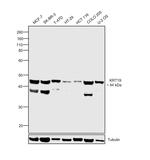 Cytokeratin 19 Antibody in Western Blot (WB)