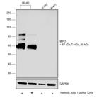 Myeloperoxidase Antibody in Western Blot (WB)