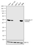 Cytokeratin 17 Antibody