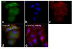 CD73 Antibody in Immunocytochemistry (ICC/IF)