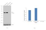 CD73 Antibody