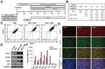 CER1 Antibody in Western Blot (WB)