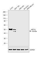 Cytokeratin 15 Antibody in Western Blot (WB)