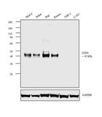 CD38 Antibody in Western Blot (WB)