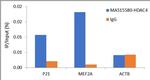 HDAC4 Antibody