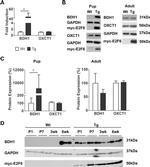 BDH1 Antibody in Western Blot (WB)