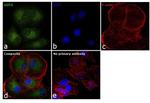 GOT2 Antibody in Immunocytochemistry (ICC/IF)