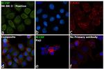 M-CSF Antibody in Immunocytochemistry (ICC/IF)