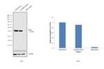 ERK1/ERK2 Antibody in Western Blot (WB)