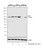 GRP78 Antibody in Western Blot (WB)