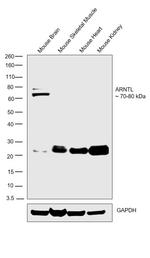 BMAL1 Antibody in Western Blot (WB)