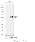 XBP1 Antibody in Western Blot (WB)