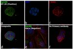 EpCAM Antibody in Immunocytochemistry (ICC/IF)