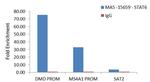 STAT6 Antibody in ChIP Assay (ChIP)