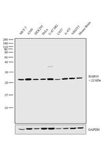 RAB10 Antibody in Western Blot (WB)