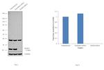 RAB10 Antibody in Western Blot (WB)