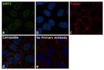 SIRT1 Antibody in Immunocytochemistry (ICC/IF)