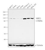 SIRT1 Antibody in Western Blot (WB)