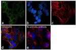 HK2 Antibody in Immunocytochemistry (ICC/IF)