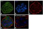 HK1 Antibody in Immunocytochemistry (ICC/IF)