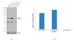 SMAD4 Antibody