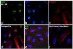 Ki-67 Antibody in Immunocytochemistry (ICC/IF)