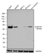 ALDH1A1 Antibody