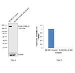 ErbB2 (HER-2) Antibody in Western Blot (WB)