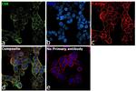 CSK Antibody in Immunocytochemistry (ICC/IF)