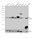 CSK Antibody in Western Blot (WB)