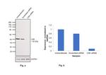 CSK Antibody