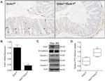 E-cadherin Antibody in Western Blot (WB)