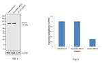 STAT3 Antibody