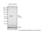 TNFRSF11B Antibody in Western Blot (WB)