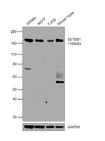 SETDB1 Antibody in Western Blot (WB)