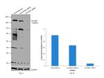 SETDB1 Antibody in Western Blot (WB)