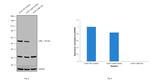 LKB1 Antibody in Western Blot (WB)