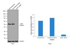 LKB1 Antibody in Western Blot (WB)