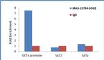 SOX2 Antibody